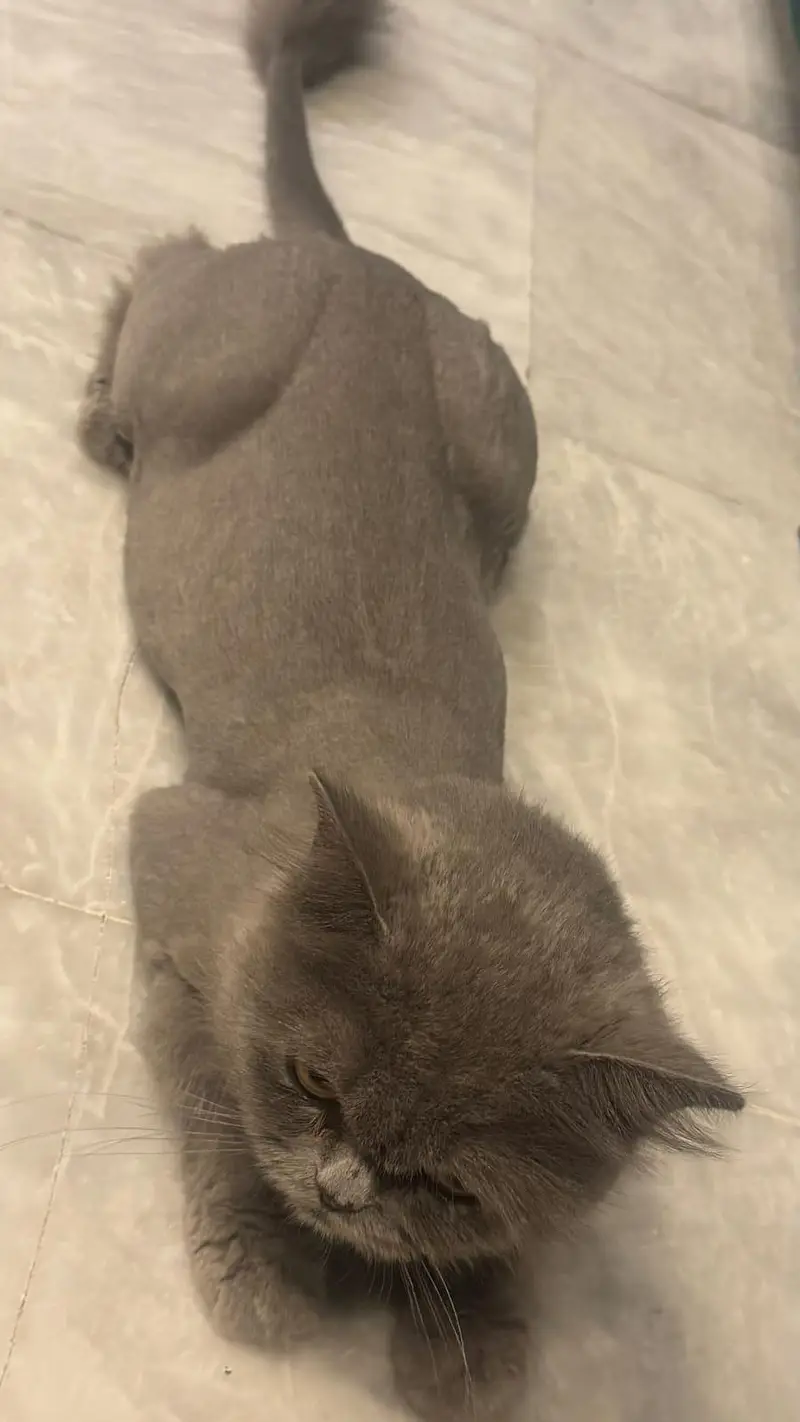 persian cat for sale — photo 3