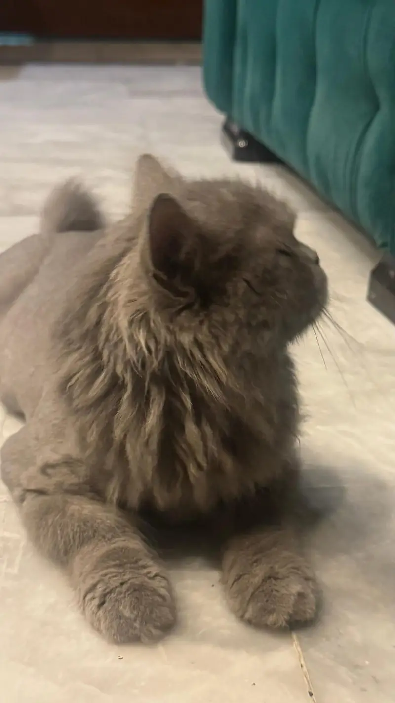 persian cat for sale — photo 4