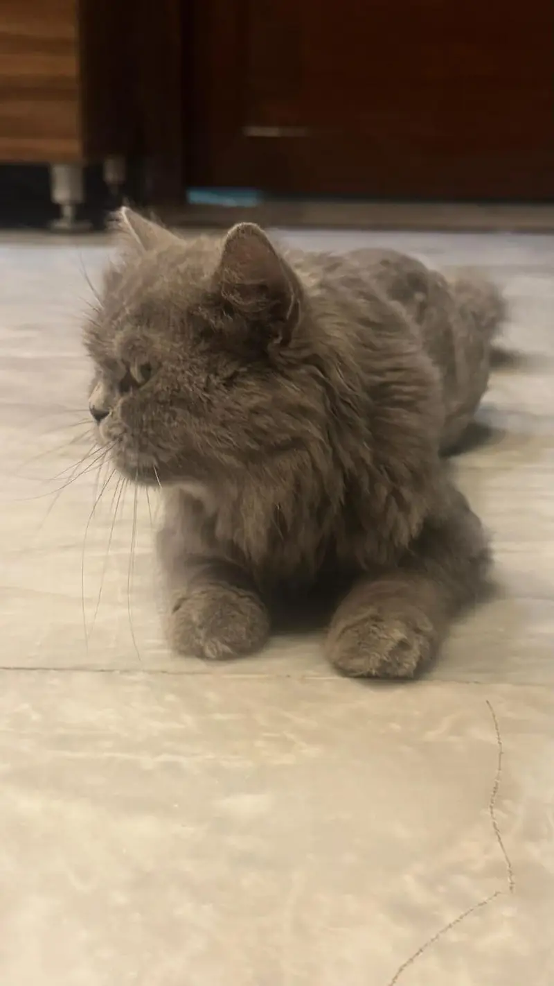 persian cat for sale — photo 5