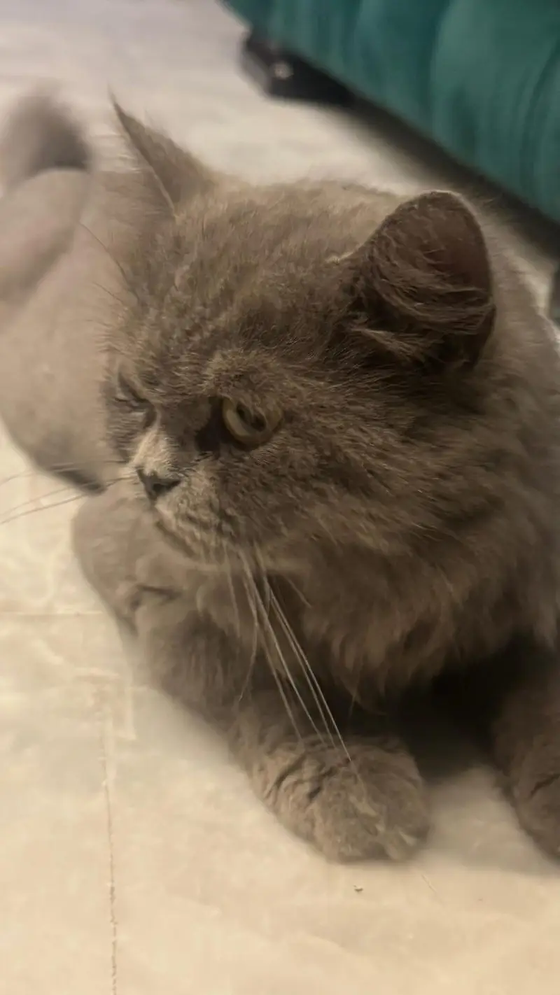 persian cat for sale — photo 6