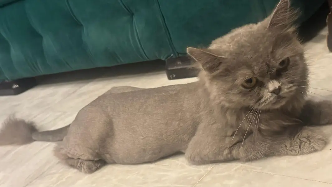 persian cat for sale — photo 7