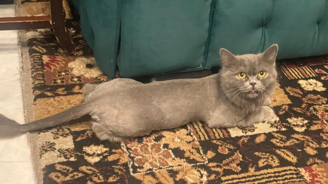 persian cat for sale — photo 8