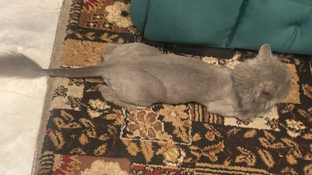persian cat for sale — photo 9