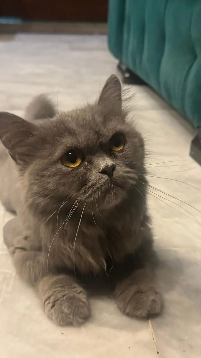 persian cat for sale — photo 10
