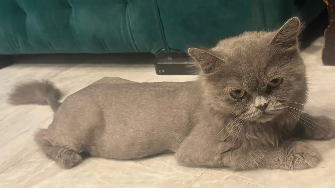 persian cat for sale — photo 11