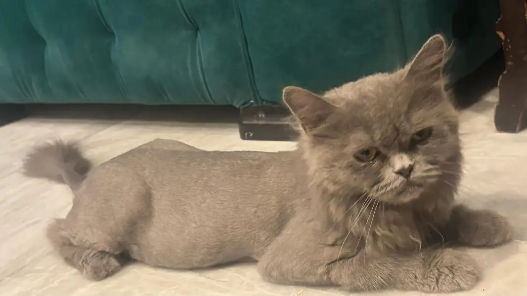 persian cat for sale — photo 12