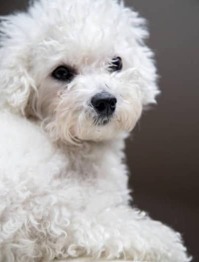Bichon Frise white poddle puppy | American poddle puppy