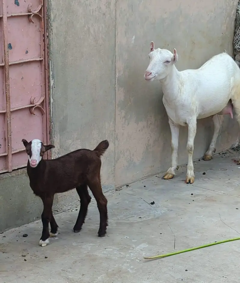 Teddy Bakri Male kid — photo 2