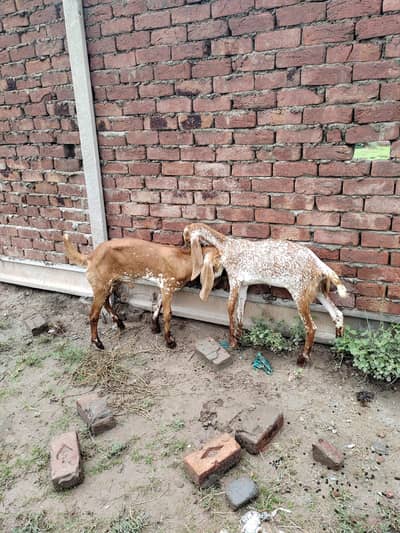  Healthy Female Goat with 3 Kids for Sale – Lahore 