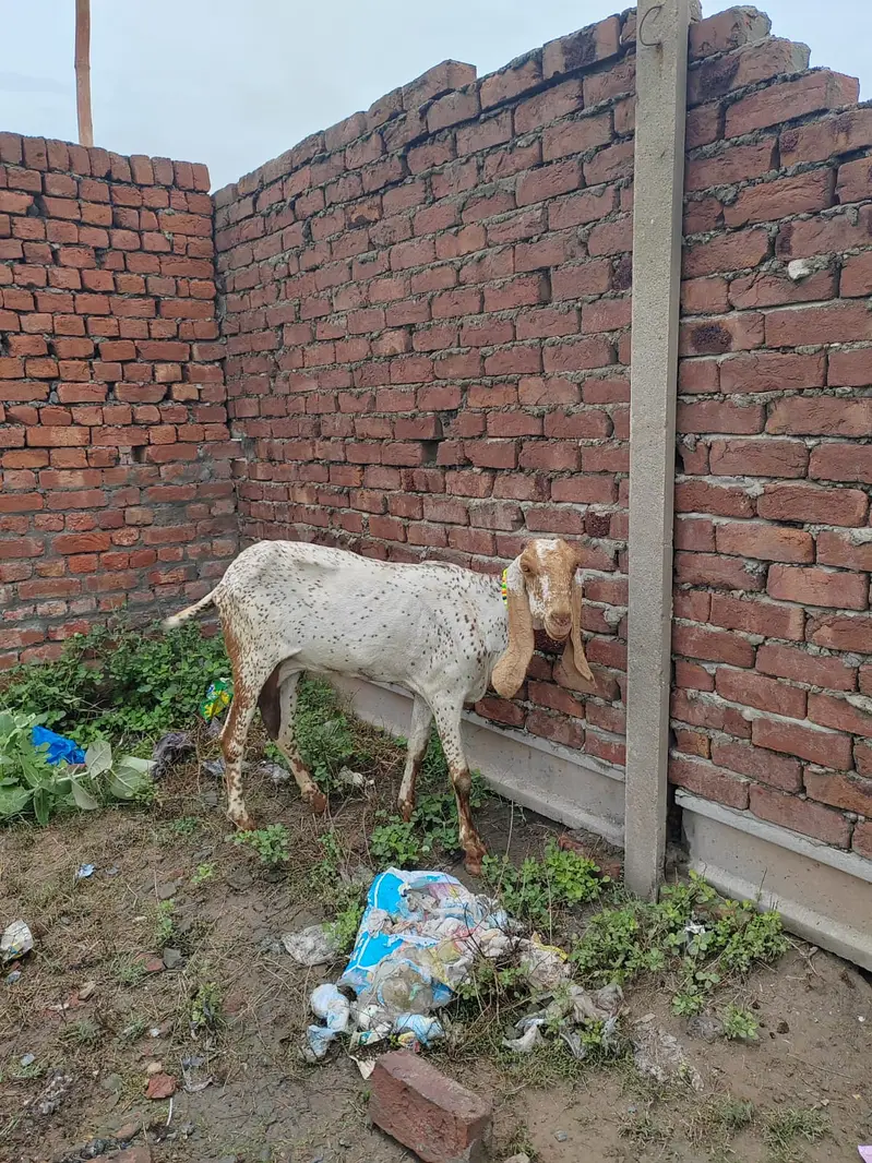 Healthy Female Goat with 3 Kids for Sale – Lahore — photo 2