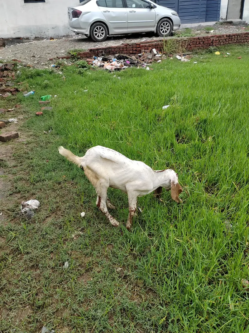 Healthy Female Goat with 3 Kids for Sale – Lahore — photo 3
