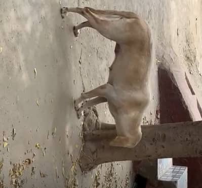 Labrador female