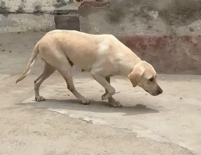 Labrador female — photo 3