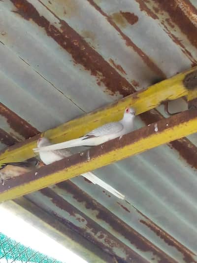 1 dove pair and 1 zebra Finch pair and single female