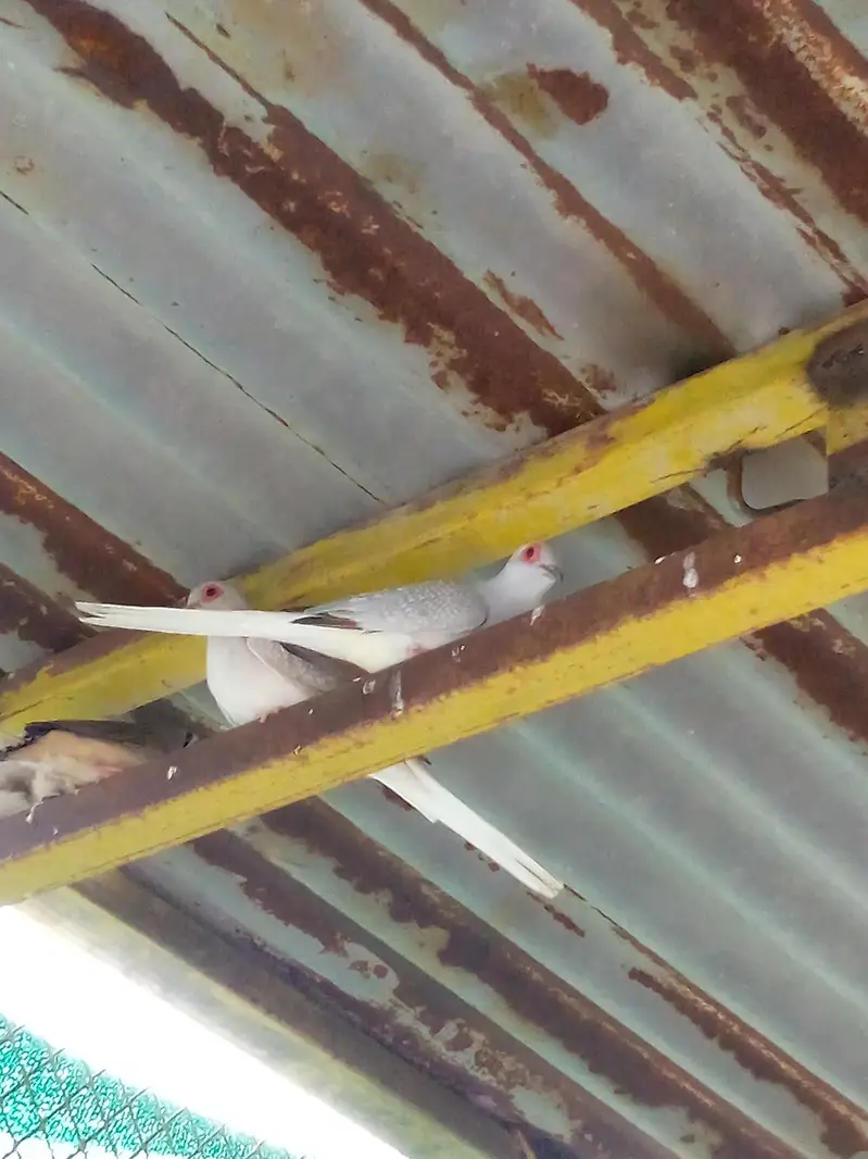 1 dove pair and 1 zebra Finch pair and single female — photo 2