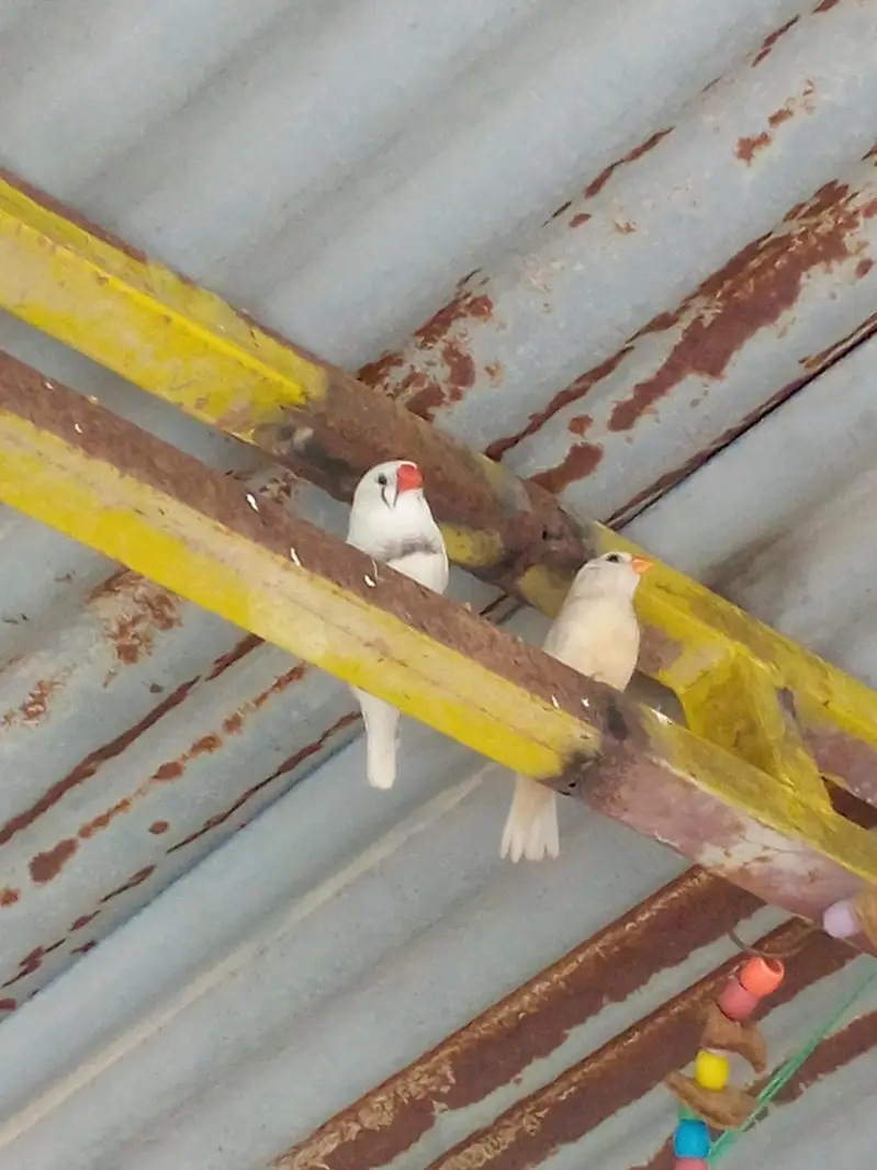 1 dove pair and 1 zebra Finch pair and single female — photo 3