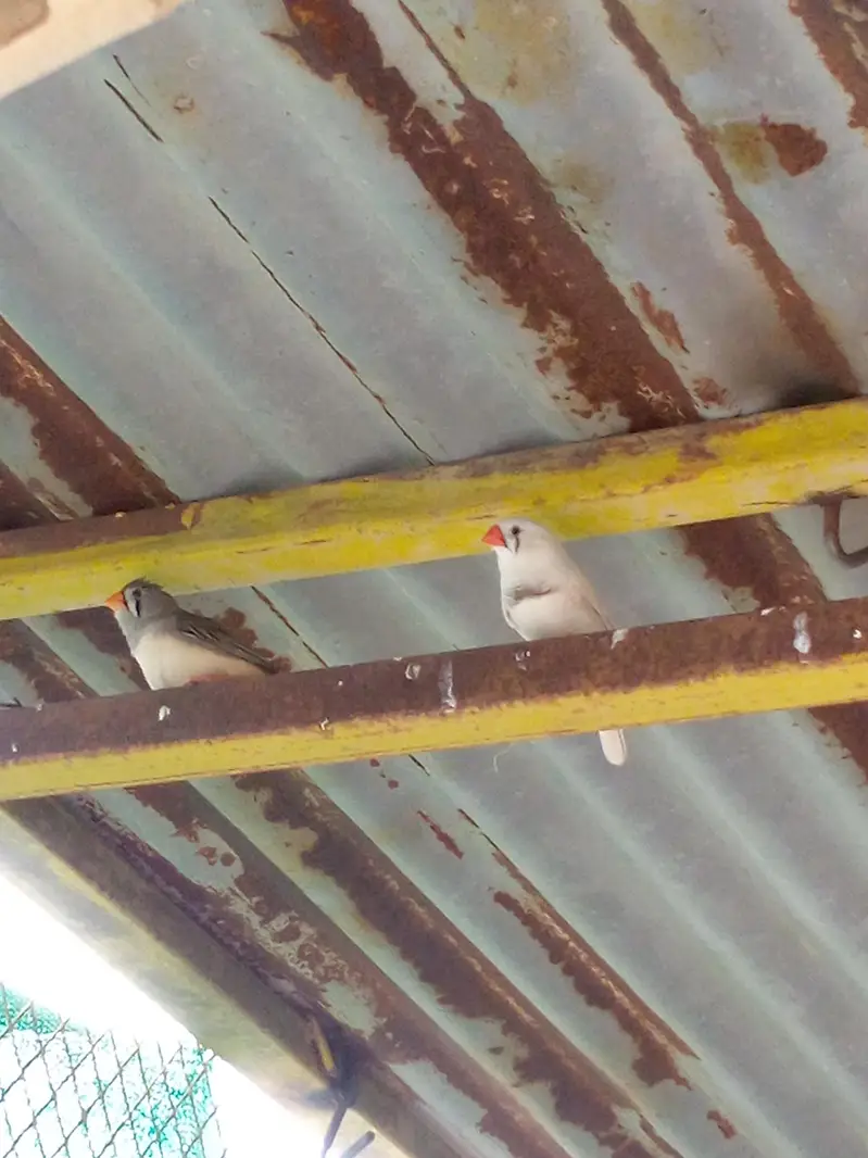 1 dove pair and 1 zebra Finch pair and single female — photo 4