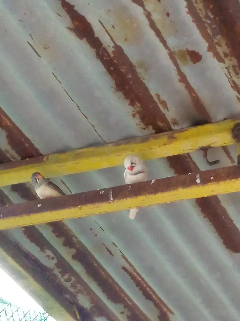 1 dove pair and 1 zebra Finch pair and single female — photo 5