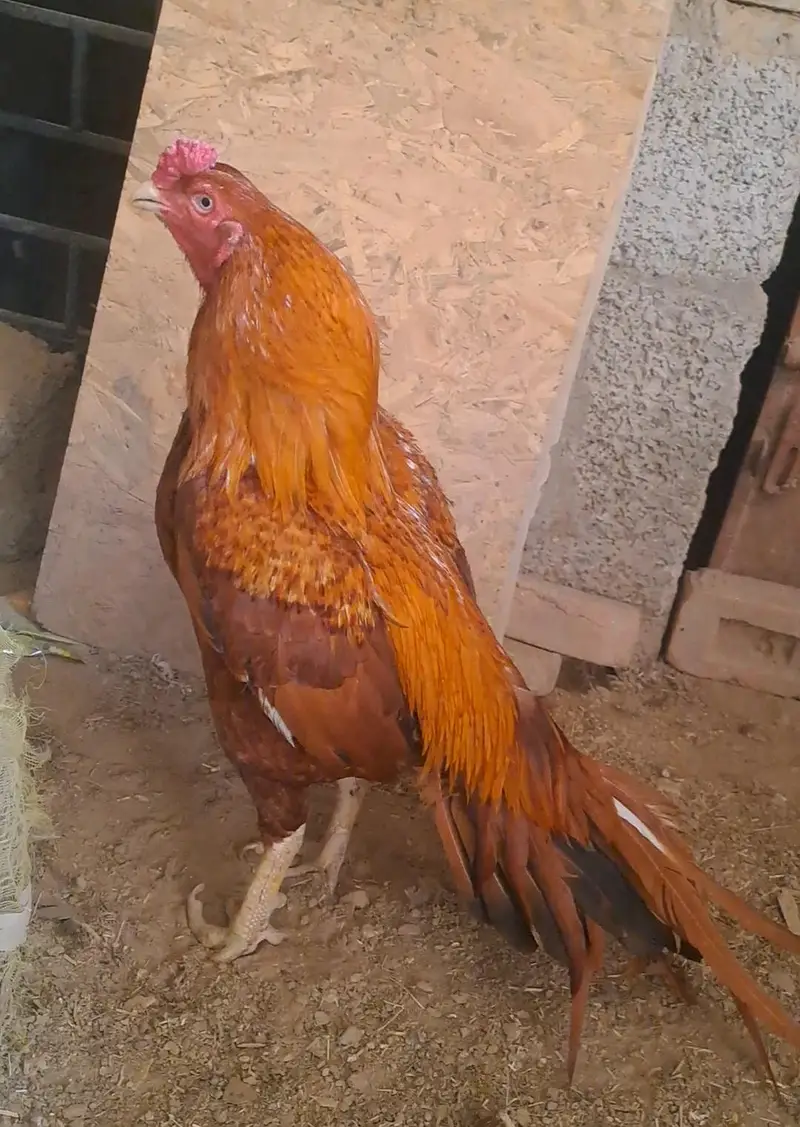High quality peela morga — photo 2