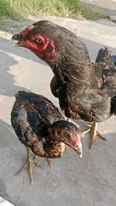 Aseel black mushki hen with teekar chick