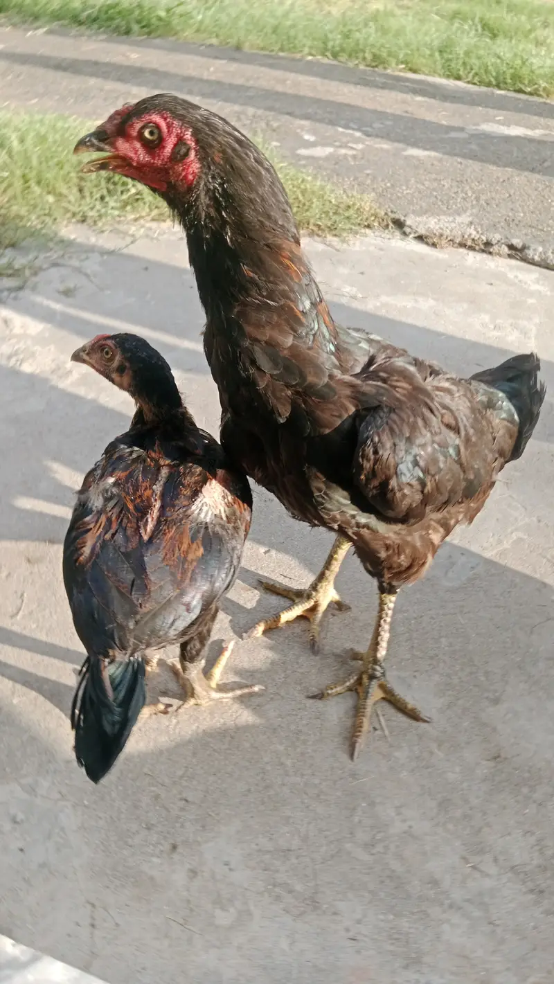 Aseel black mushki hen with teekar chick — photo 2