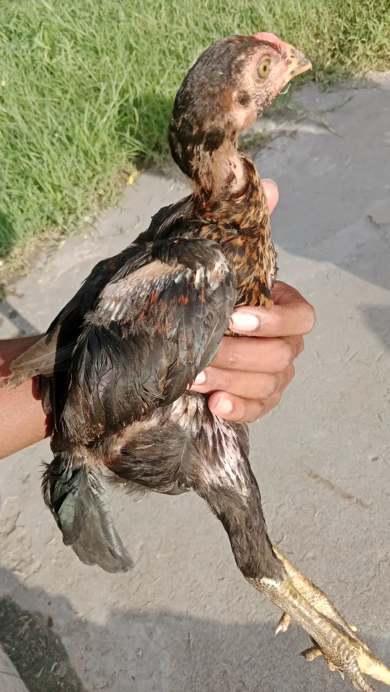 Aseel black mushki hen with teekar chick — photo 3