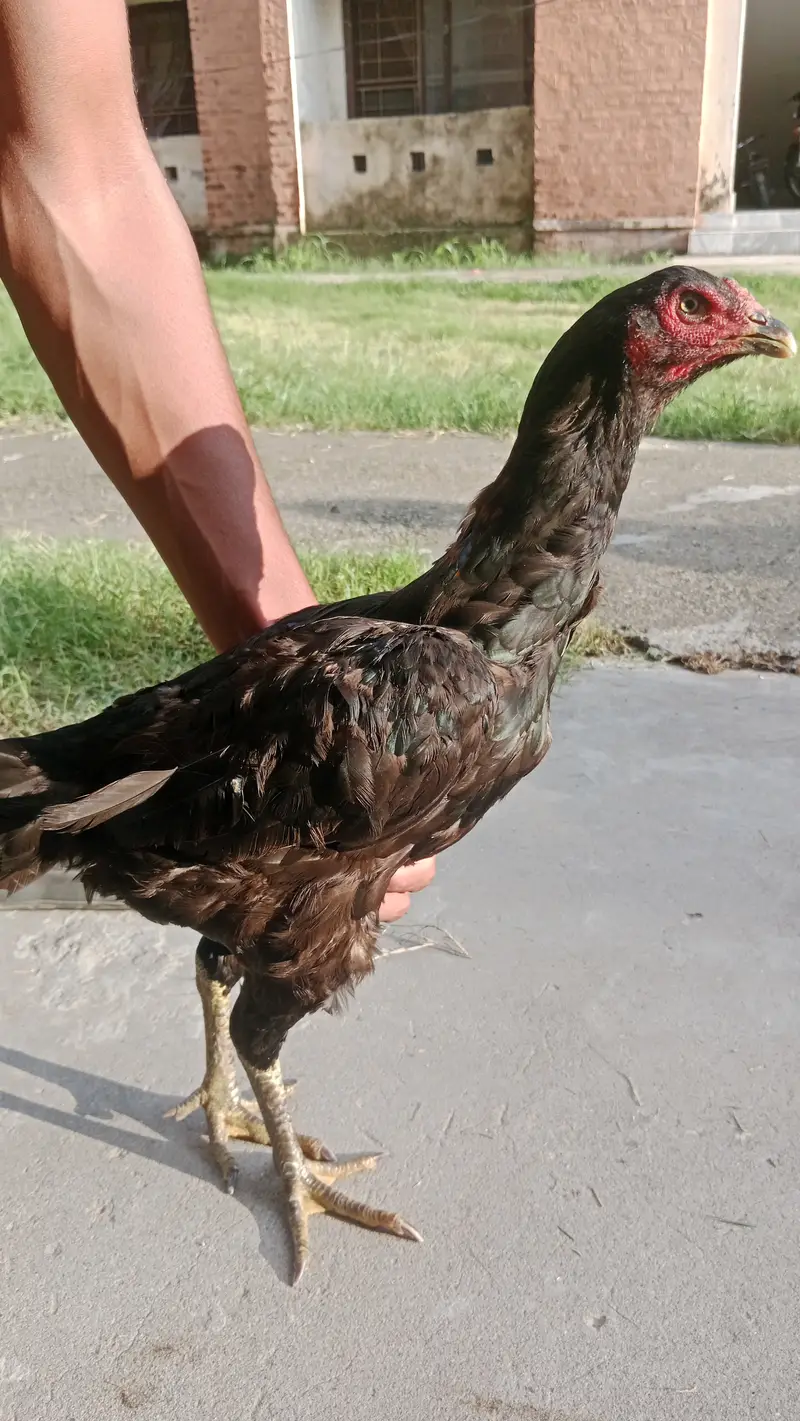Aseel black mushki hen with teekar chick — photo 4