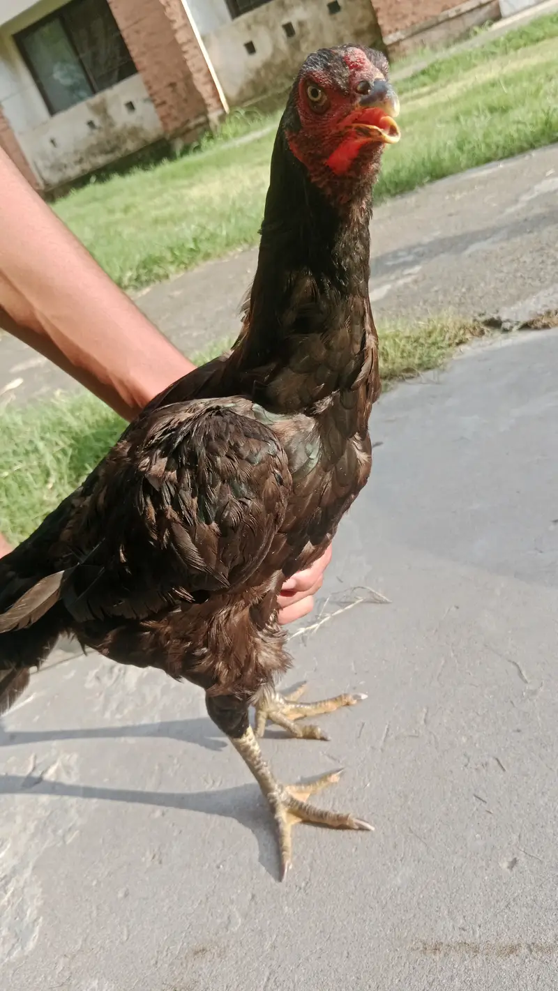 Aseel black mushki hen with teekar chick — photo 5