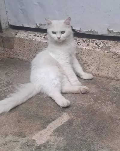  Cat Parchian