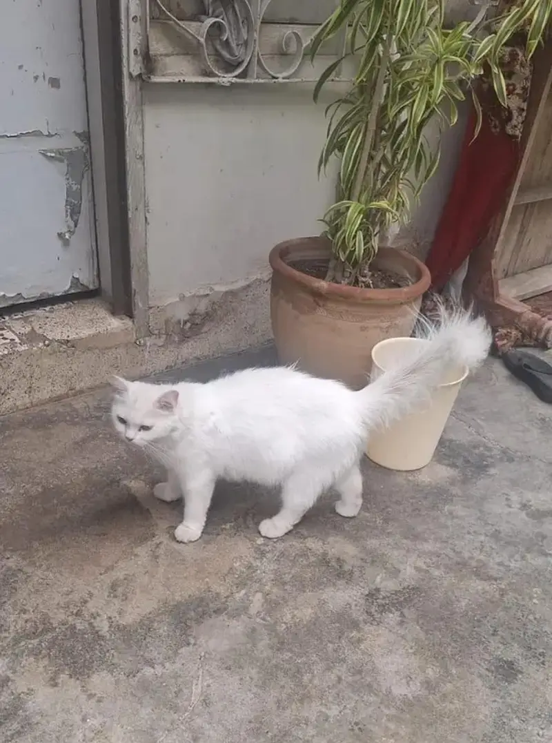  Cat Parchian — photo 2