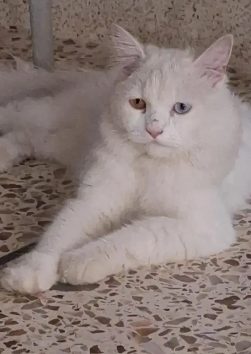  Cat Parchian — photo 3