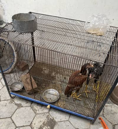 Cage best quality