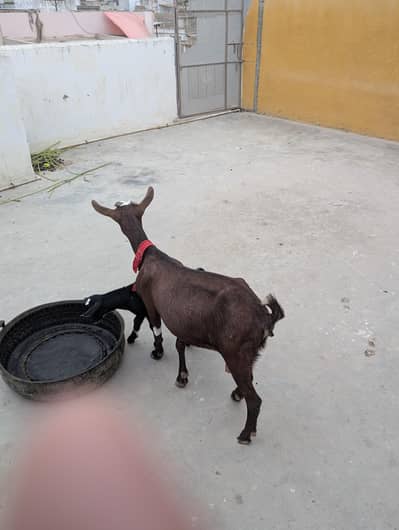 Nigerian dwarf goats