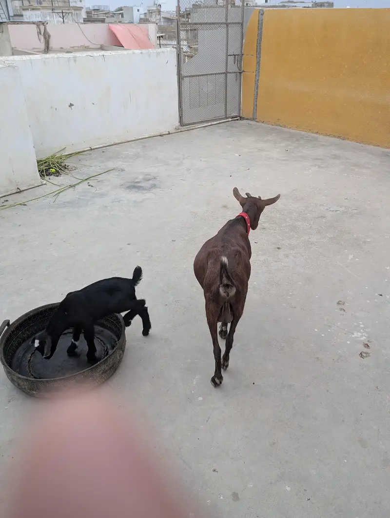 Nigerian dwarf goats — photo 2