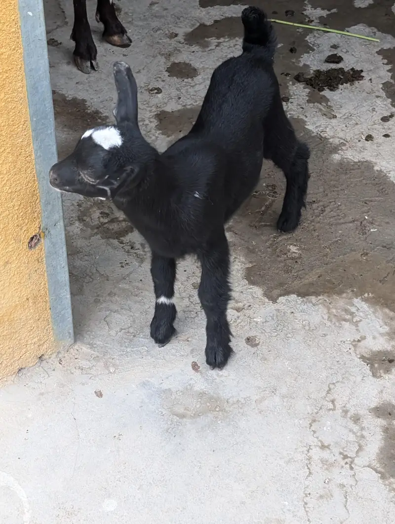 Nigerian dwarf goats — photo 3