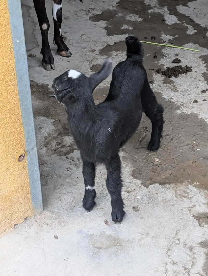 Nigerian dwarf goats — photo 4