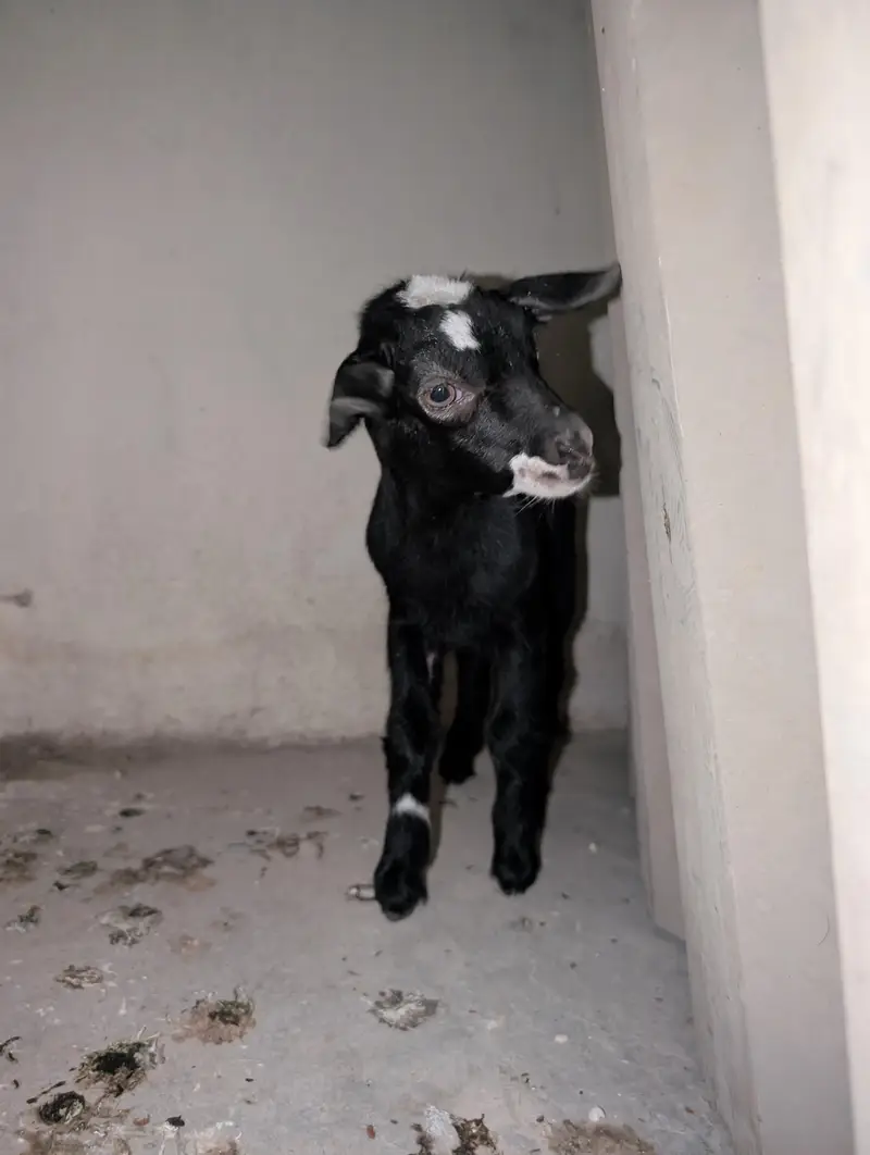 Nigerian dwarf goats — photo 5