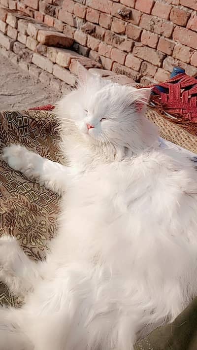 Persian male cat