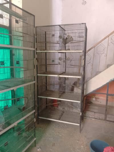 Birds Cage