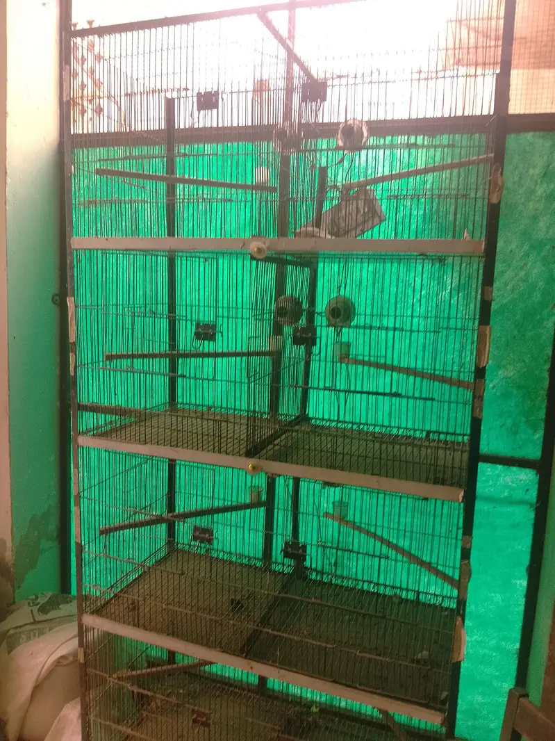 Birds Cage — photo 3