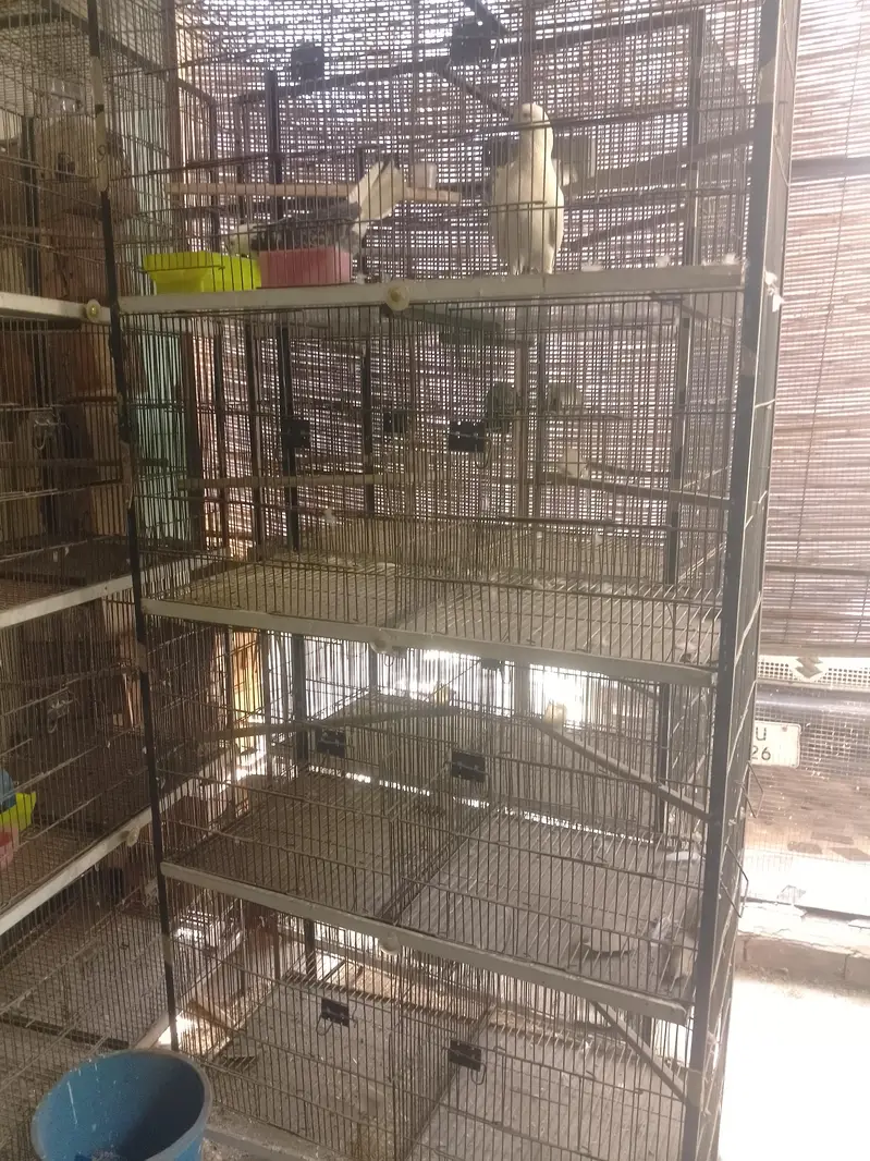 Birds Cage — photo 4
