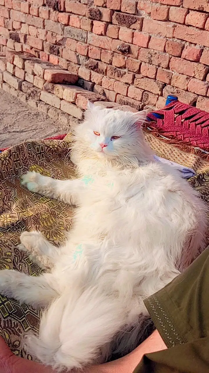 Persian male cat — photo 2