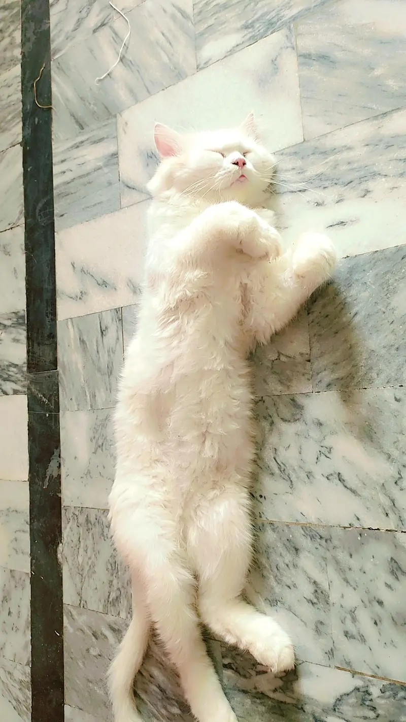 Persian male cat — photo 4