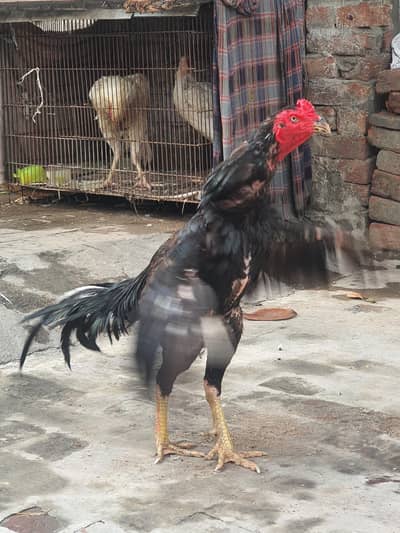 aseel murga for sale high quality