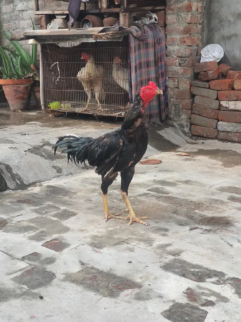 aseel murga for sale high quality — photo 2