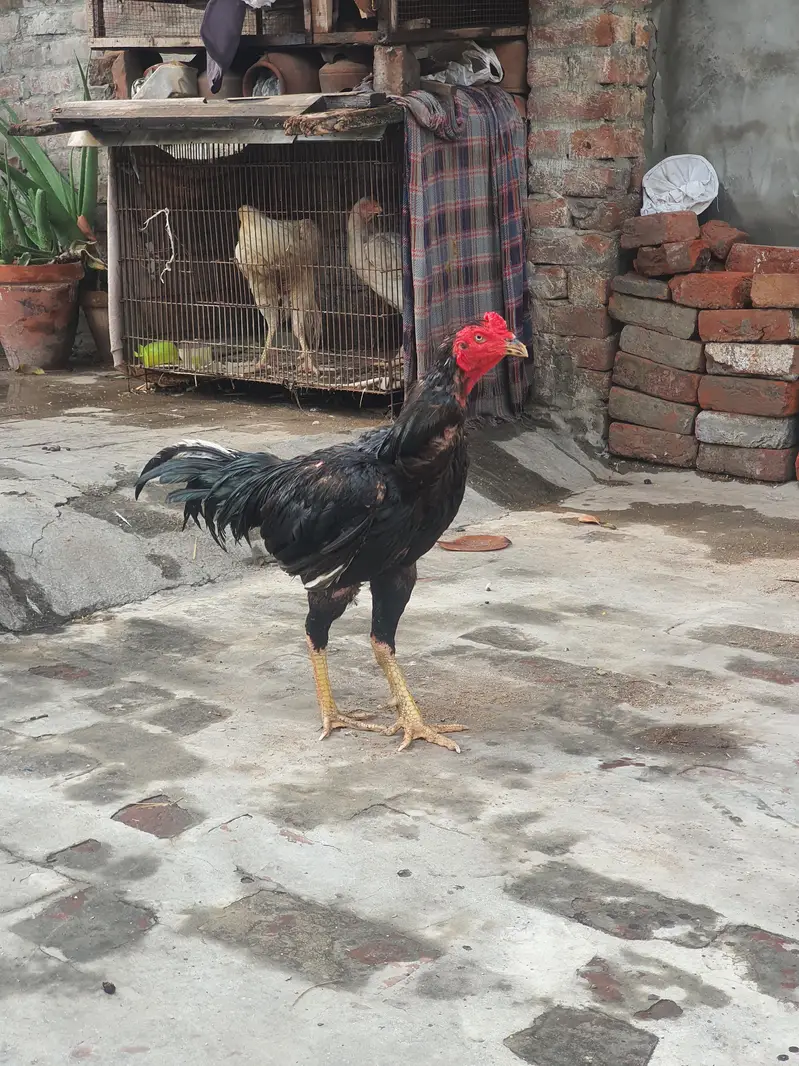aseel murga for sale high quality — photo 3