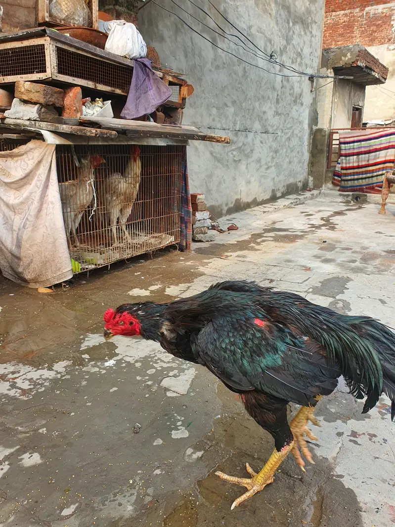 aseel murga for sale high quality — photo 4