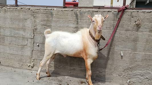 Pointed Russian Tedda Breeder