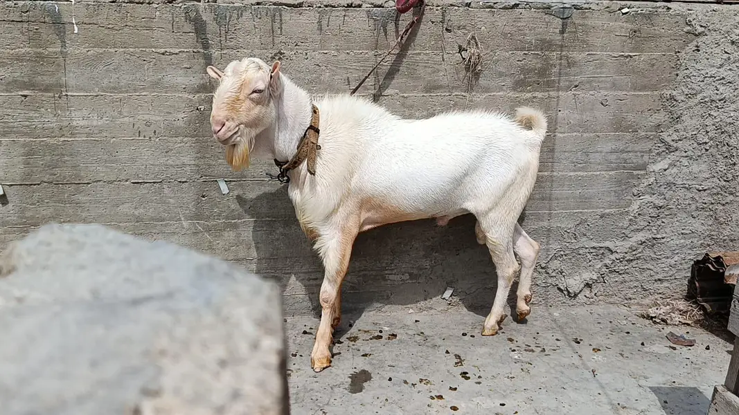 Pointed Russian Tedda Breeder — photo 2