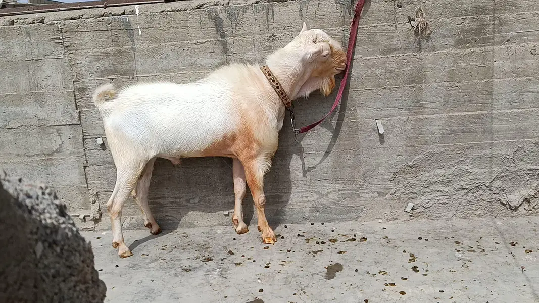 Pointed Russian Tedda Breeder — photo 3